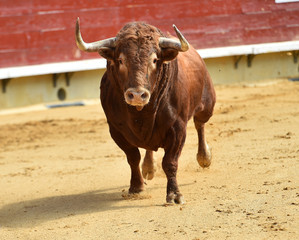spanish bull