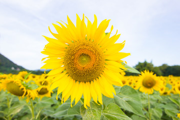 Closeup Beautiful of a Sunflower or Helianthus in Sunflower Field, Bright yellow sunflower Lopburi, Thailand