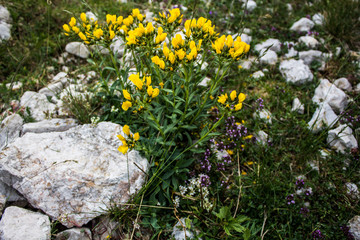 Yellow little flowers on stone in Montenegro