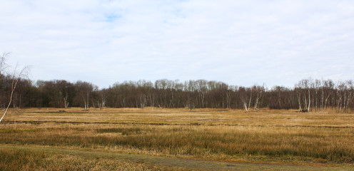 Fototapeta na wymiar Swamp national park the biesbosch in the Netherlands in autumn