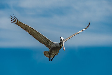 Brown Pelican Wingspan