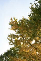 銀杏の紅葉