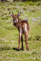 Young male springbok in Masai Mara reserve, Kenya