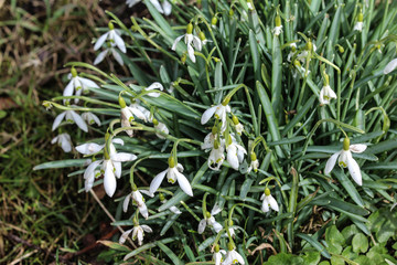 common snowdrop (Galanthus nivalis) blooming in spring in forest