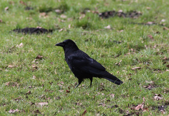 black carrion crow (Corvus corone) in grass