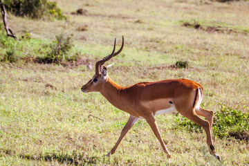 Naklejka na ściany i meble Male Impala gazelle in Masai Mara reserve, Kenya