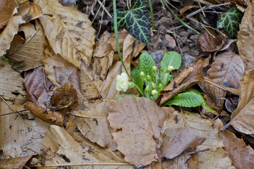 First spring flowers, small yellow mountain flowers