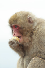 栗を食べる猿アップ