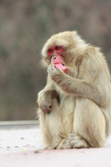 りんごを食べる猿