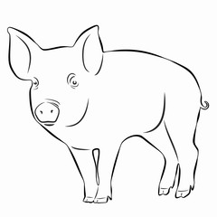 illustration of piggy , vector draw