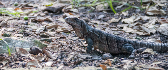 Iguana in the jungle