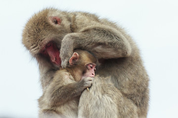 抱き合う親子猿