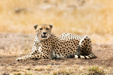Cheetah in afternoon sunlight