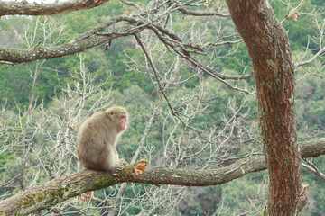 森を見つめる猿