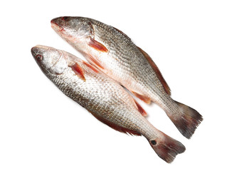 Fresh fish on white background