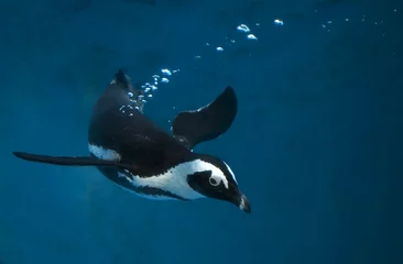 Gordijnen Pinguïn onderwater zwemmen in blauw water © mikecarduk