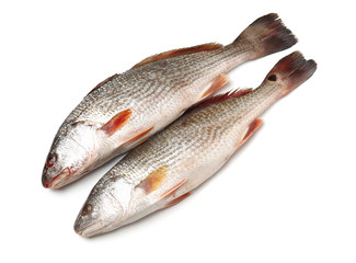 Fresh fish on white background