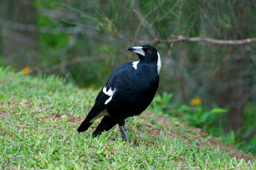 Australian Magpie
