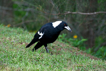 Australian Magpie