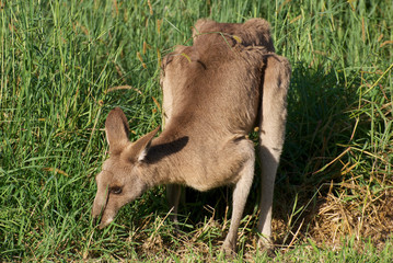 Kangaroo eating