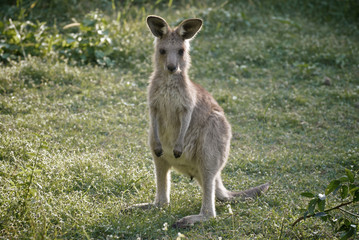 Naklejka na ściany i meble Cute little kangaroo