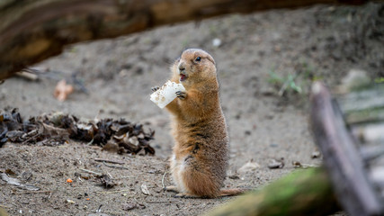 Cute marmot eating food