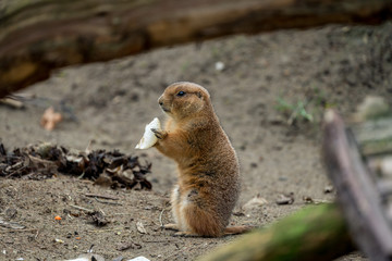Naklejka na ściany i meble Cute marmot eating food