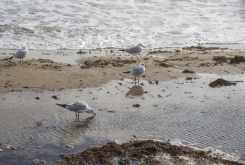 Seagulls on the coast of Black sea