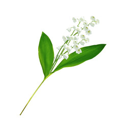 Lily of the valley flower