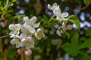 Branch of tree in full white blossom in spring in apple orchard in Calvados region, Normandy, France