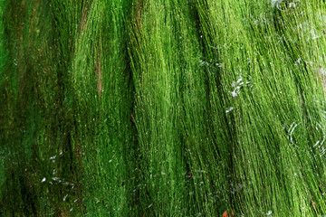 Algae in a mountain stream