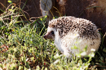  African white- bellied hedgehog