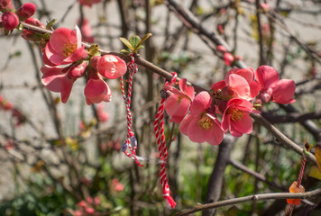Martenitsa bracelets on blossoming quince branch