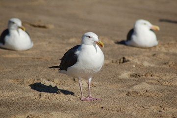 Obraz premium Seagulls