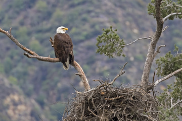 Bald eagle on tree limb perch overlooking nest