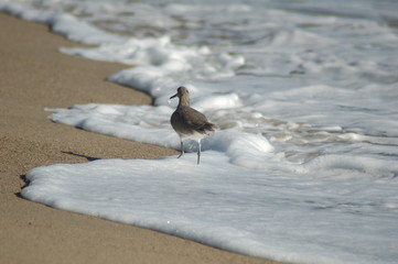 Long-billed  on  the sand