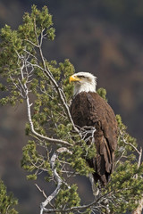 Bald eagle on pine tree