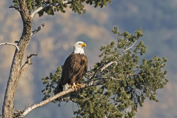 Bald Eagle perched on Los Angeles valley cliff
