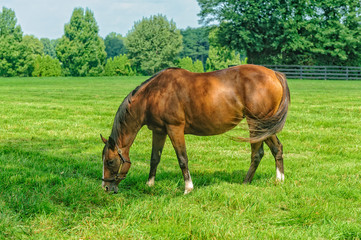 Obraz premium Thoroughbred