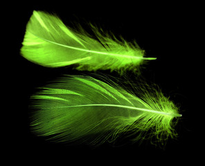 Obraz premium A green feather on a black background