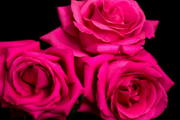 Beautiful red rose on a black background