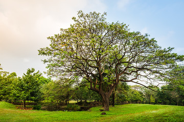 Fototapeta na wymiar Big rain tree with green grass field in Public Park