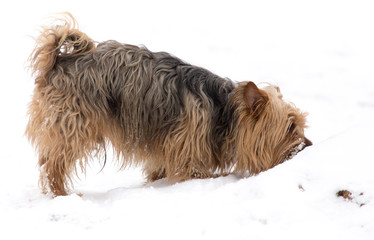 A dog walks on the snow in winter