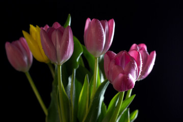 bouquet of tulips on a black background