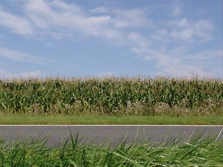 Maisfeld hinter einer Asphalt-Straße vor lebhaftem blauen Himmel im Sommer