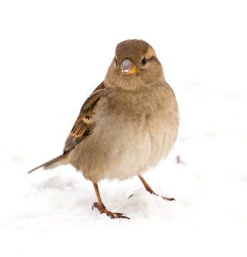 Sparrow Sits On White Snow In Winter