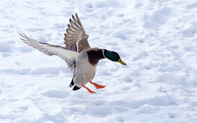 Duck flying against white snow in winter