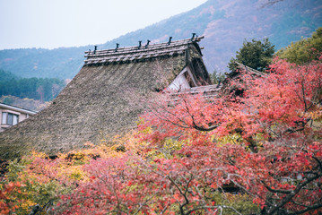 Naklejka premium Maple tree roof back ground, the roof house background in season change of fall, autumn season.