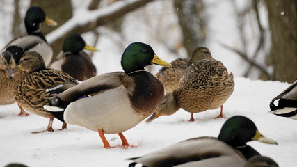 Wild ducks in the winter