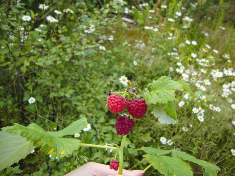 Daisi Images – Browse 95 Stock Photos, Vectors, and Video | Adobe Stock